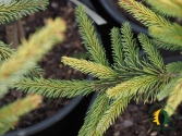 Picea abies 'Gold Drift' Pa
